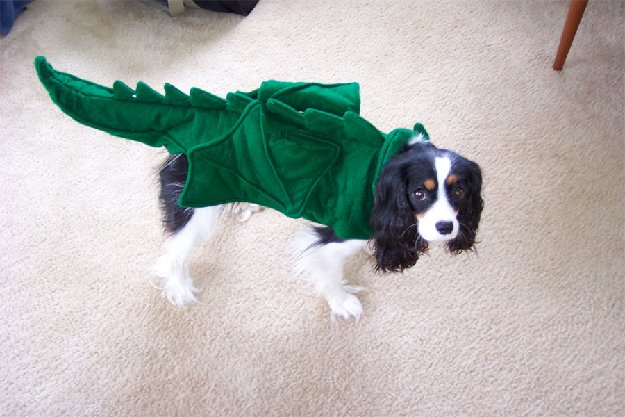 spaniel in a dragon costume