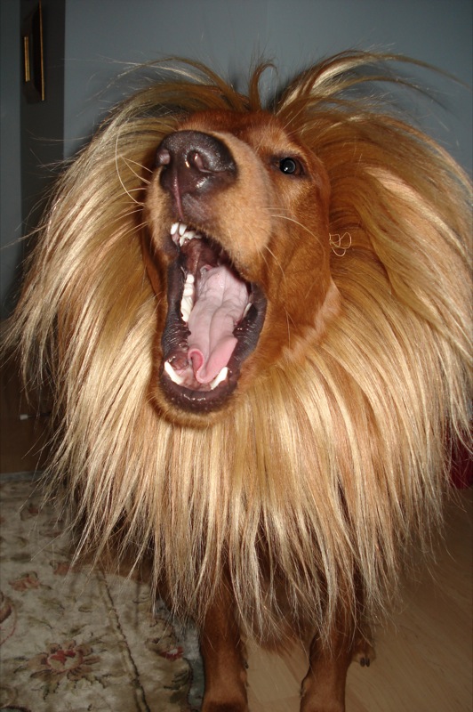 Baxter the golden retriever lion