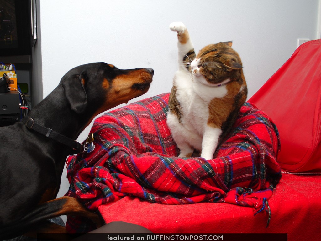 do dobermans get along with cats
