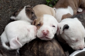 No More Pit Bull Discrimination by Maryland Lawmakers