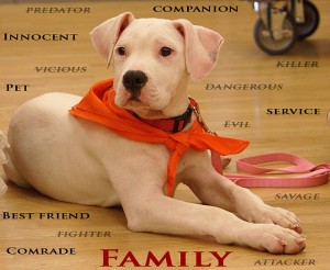 Pit Bull Love, Breed-Specific Legislation May Be Outlawed by Six More States