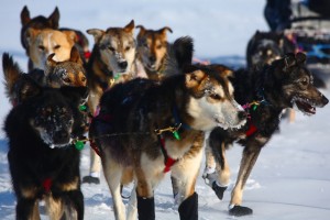 Sled Dog Race Iditarod Won by Dallas Seavey