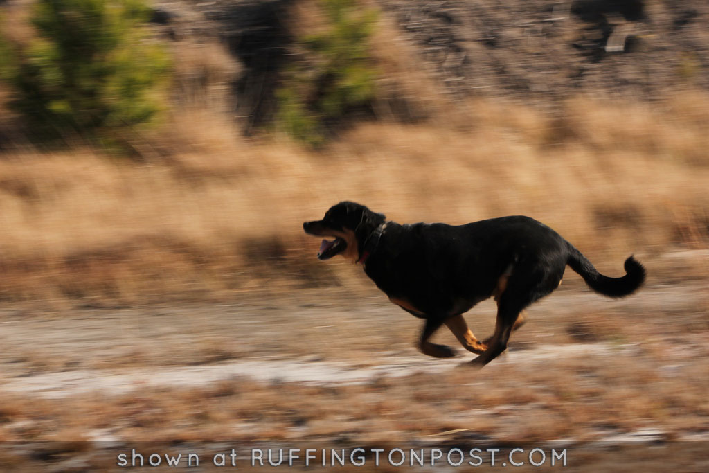 Running Rottweiler