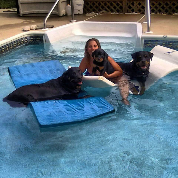 Rotties cooling off in the pool