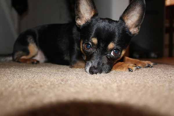 Asia Perry's Chihuahua Melo