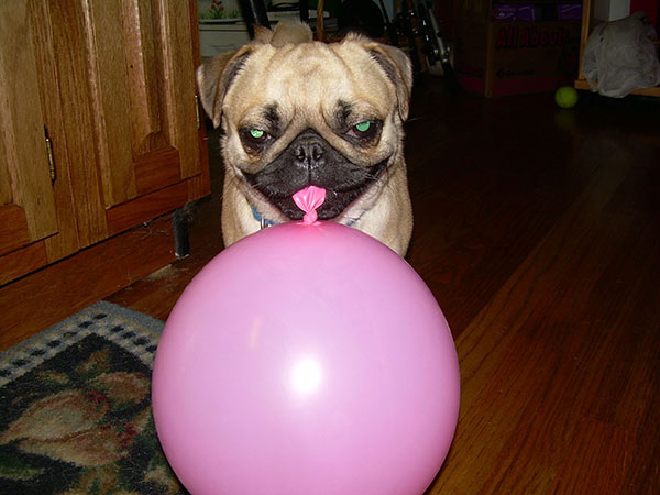 Balloon Pug