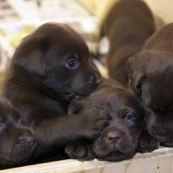 3 Black Lab Pups - Don't Look!