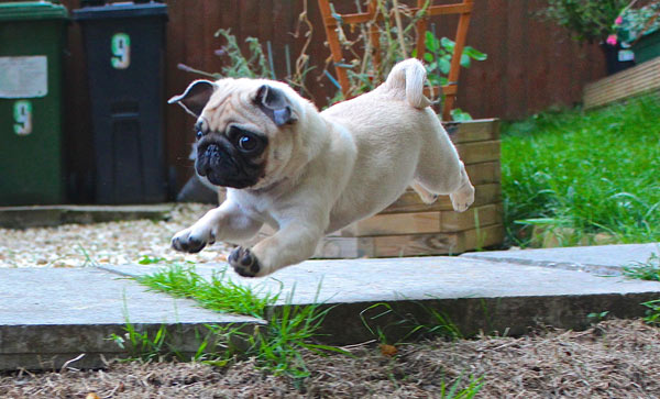 Bounding Pug