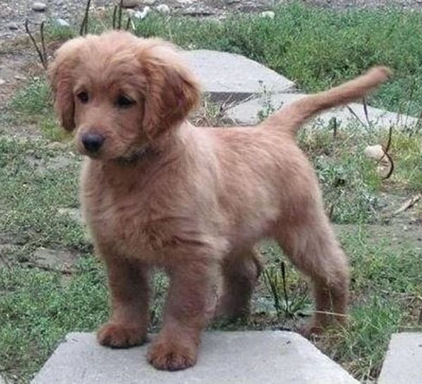 Cocker Spaniel / Golden Retriever