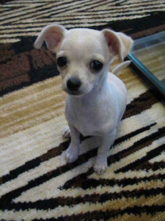 Floppy-eared Chihuahua pup