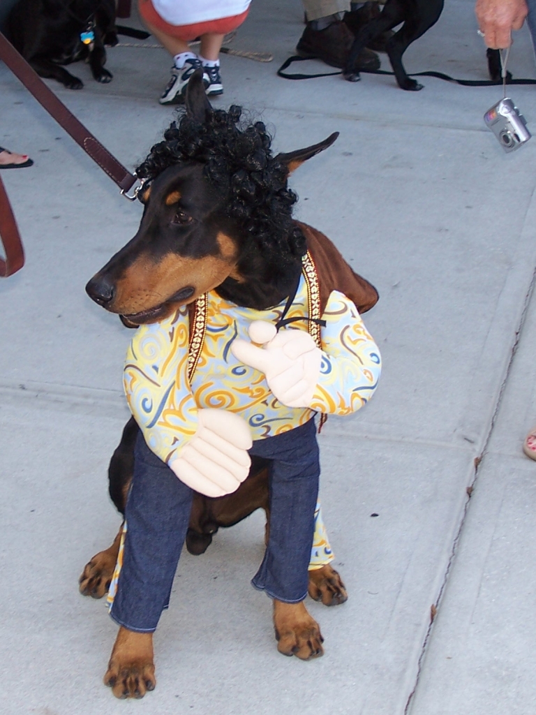 Hippie Doberman