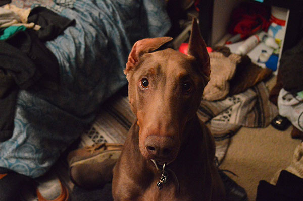 Doberman in a messy room