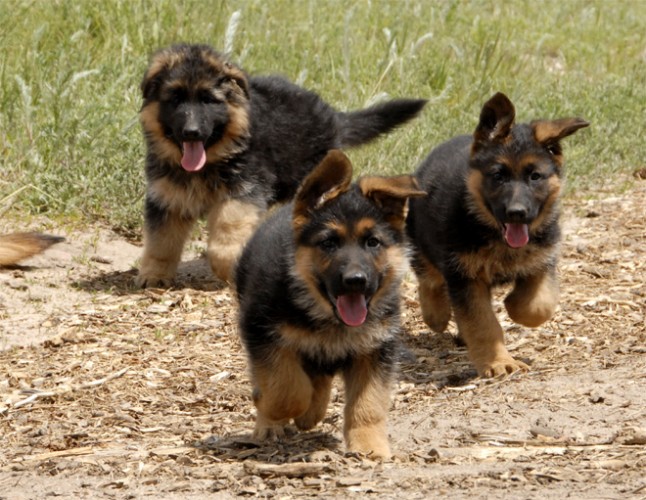 three shepherd pups