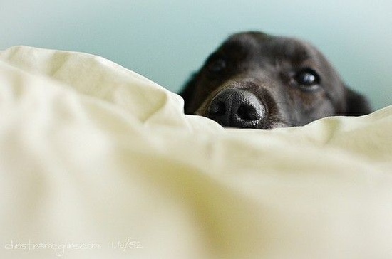 peekaboo black lab