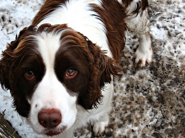 Petra_the_Spaniel