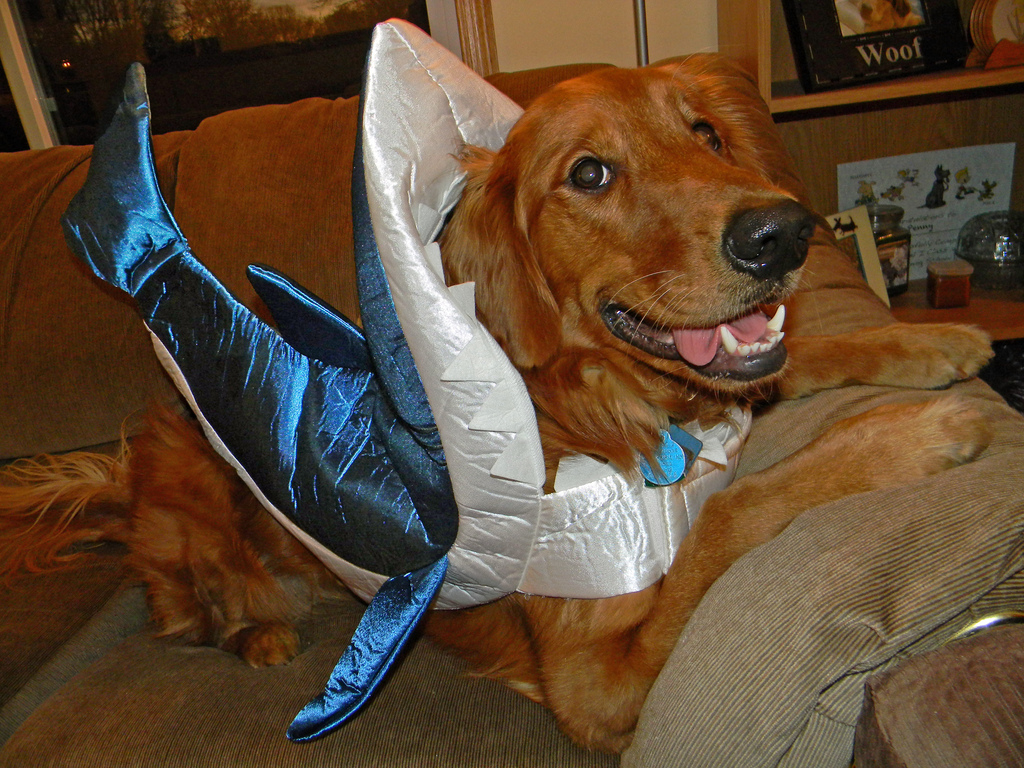 Shark Retriever