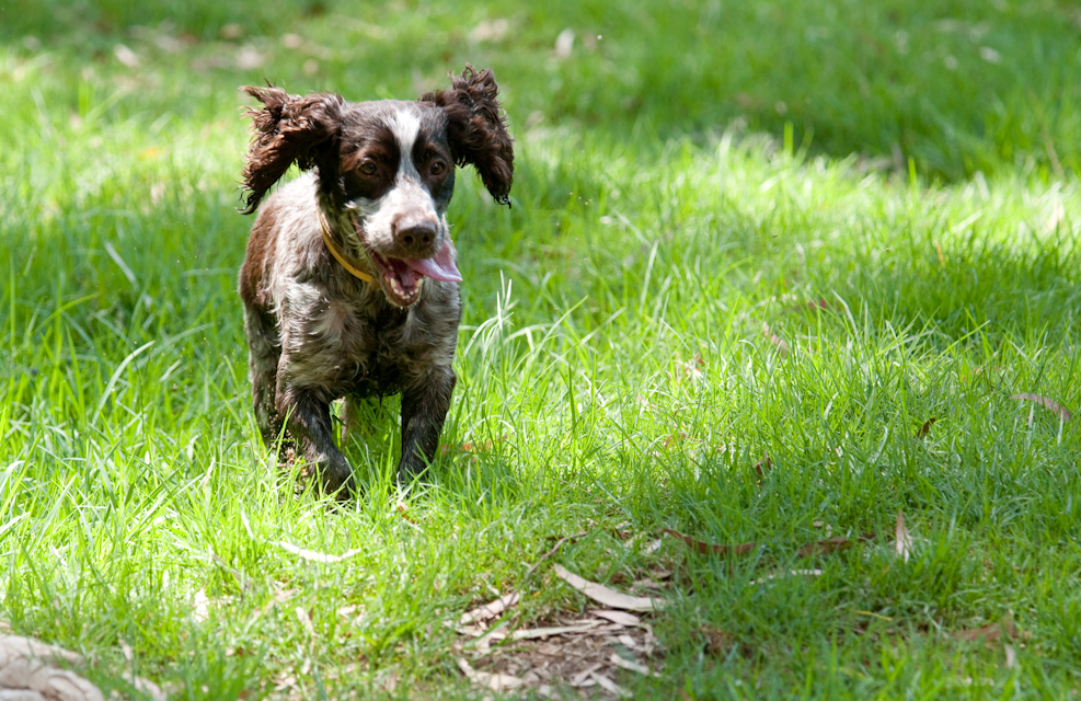 Spaniel