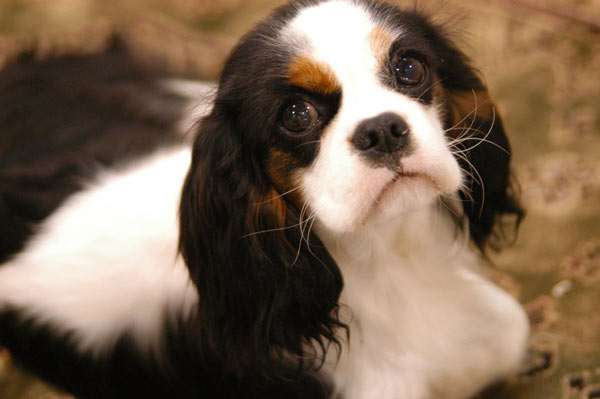 King Charles Cavalier Spaniel