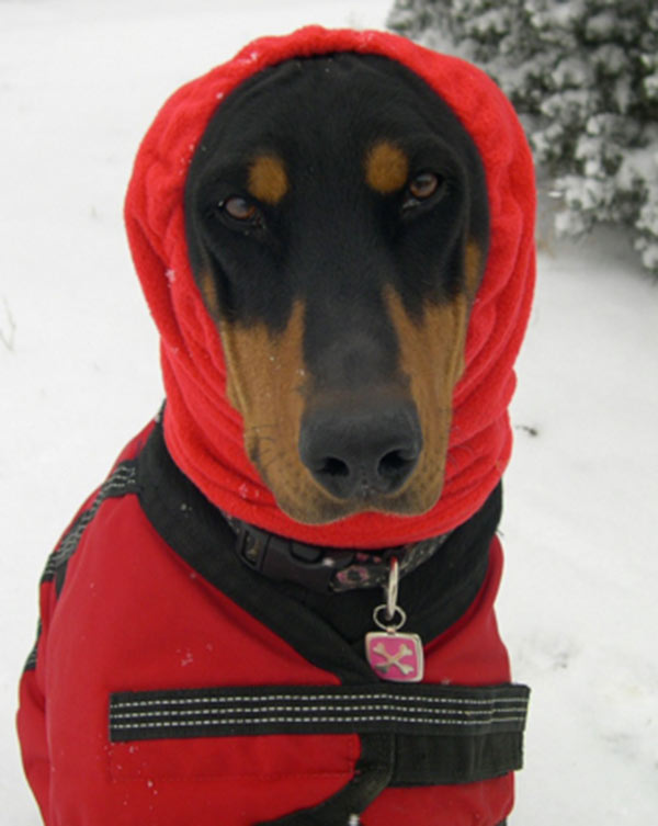 Toasty Warm Doberman