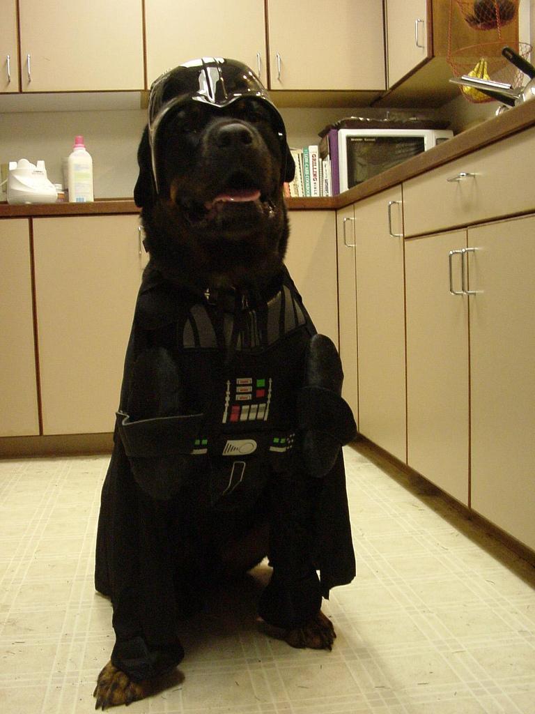 Vader Rottweiler