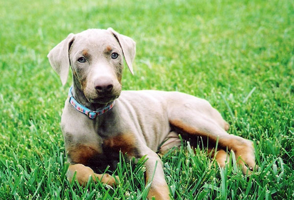 Blue Dobie