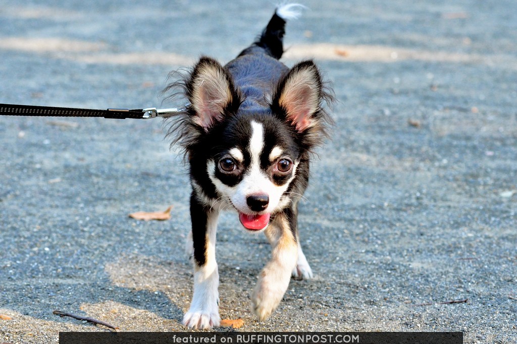 Chihuahua, Dog (チワワ)