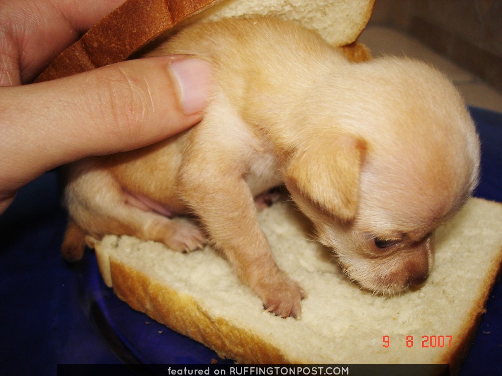 Chihuahua sandwich