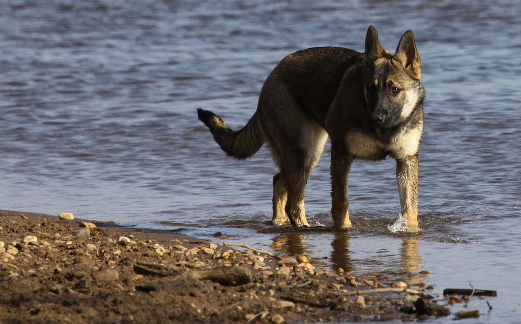 German Shepard at Texas Beach (Richmond, VA)