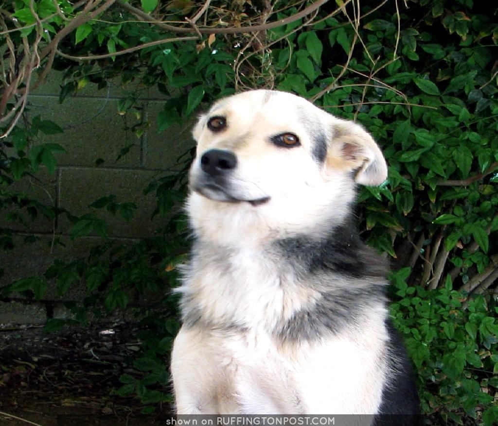 Sweet and Loving German Shepherd