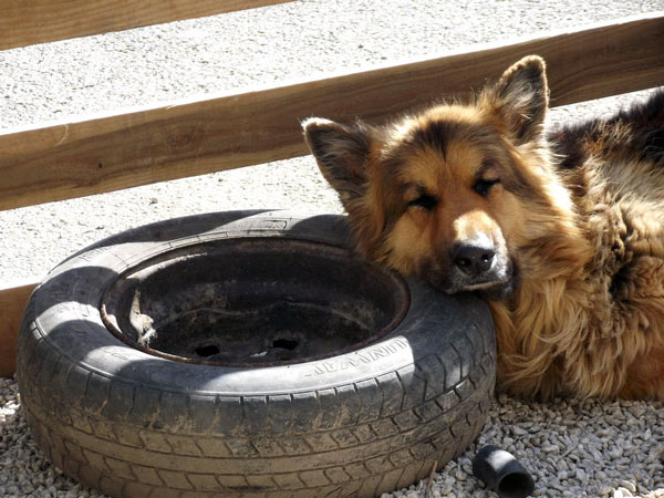 Tired Shepherd