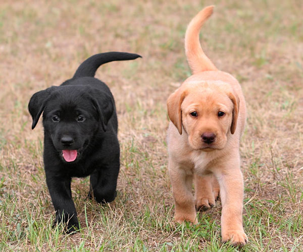 lab-pups