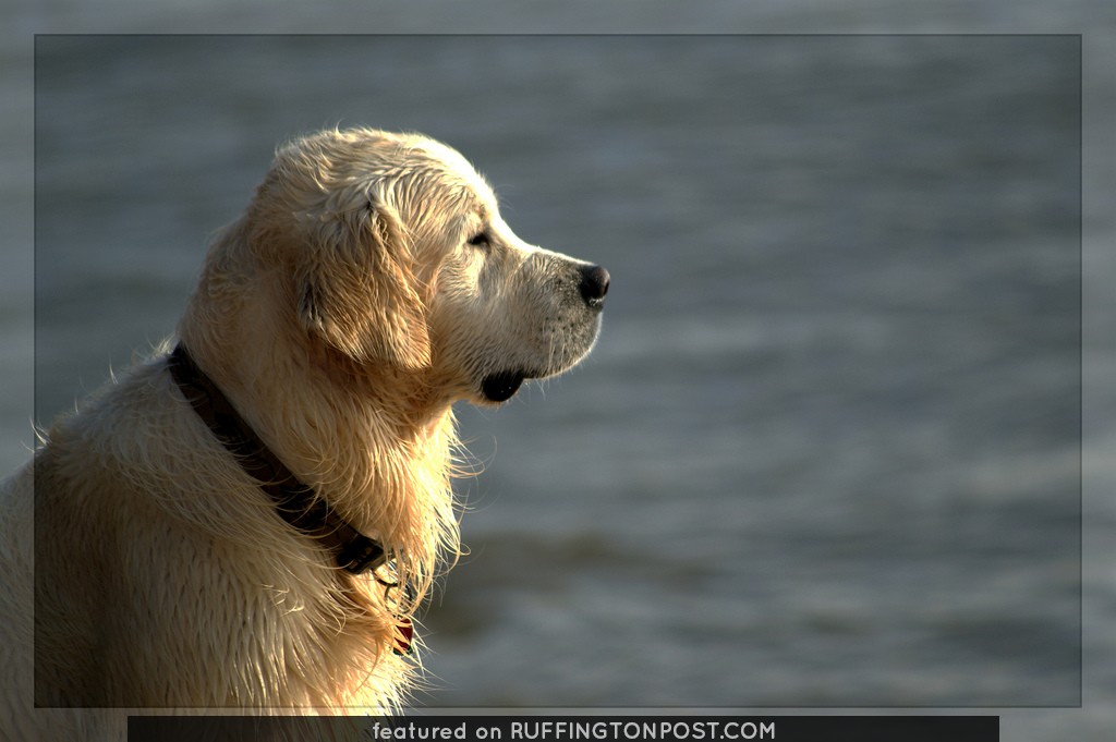 Labrador, golden retriever.