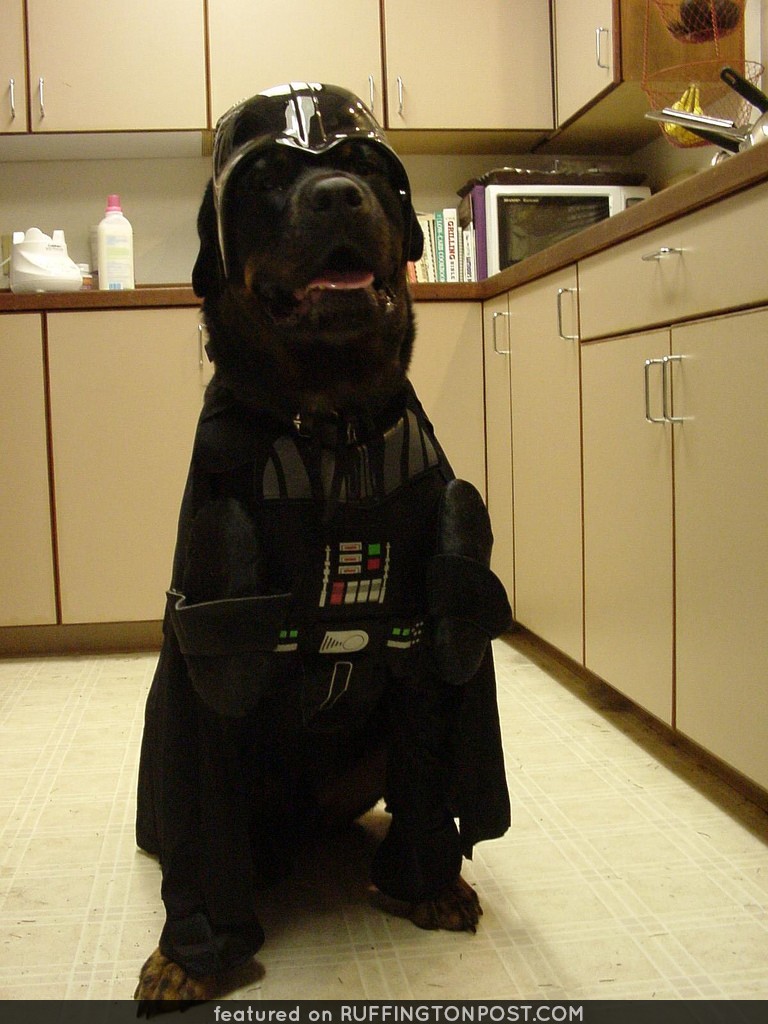 Luke...I Am Your Dog