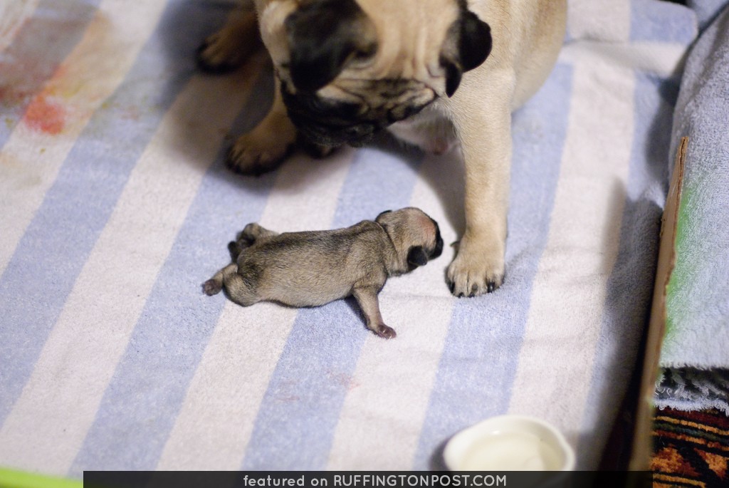 Mother and Puppy