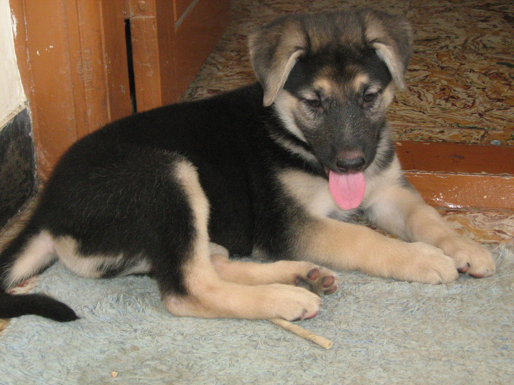 My new dog (German sheperd)