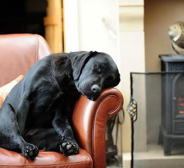 black lab napping