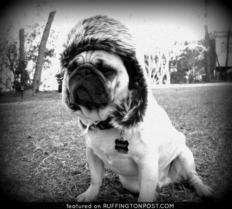 Silly Pug Wearing a Silly Hat