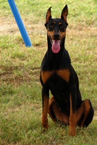 This Doberman loves to sit and stay!