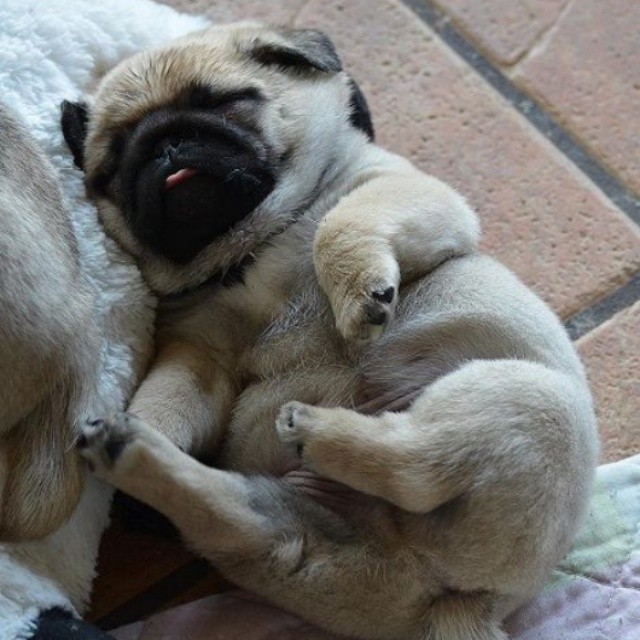 Snoozin' Pug Pup