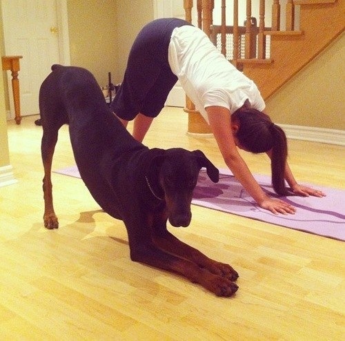 Doberman downward dog