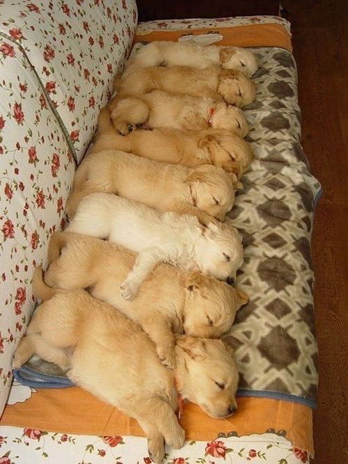 8 Retriever pups napping