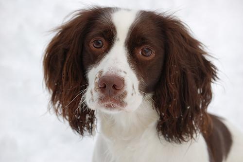 Spaniel puppy