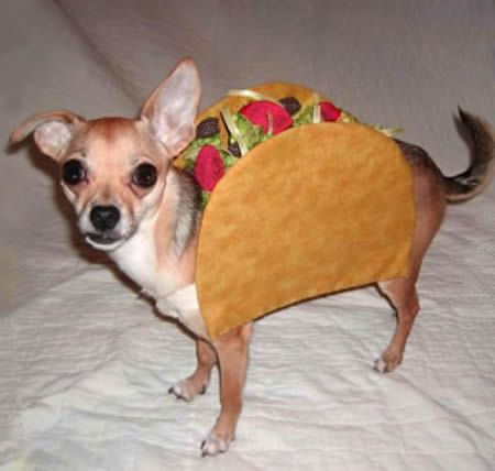 Chihuahua Taco Costume