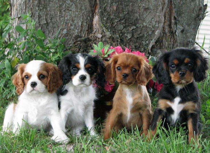 4 Cavalier King Charles Spaniel pups