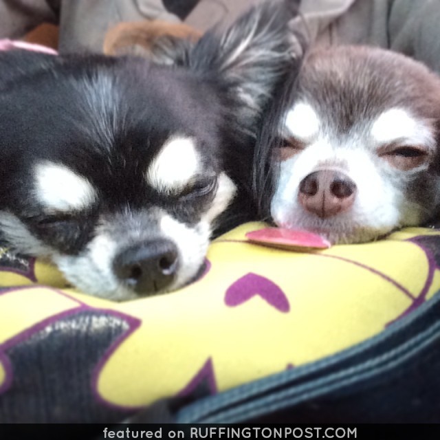 Two Chis Snoozing