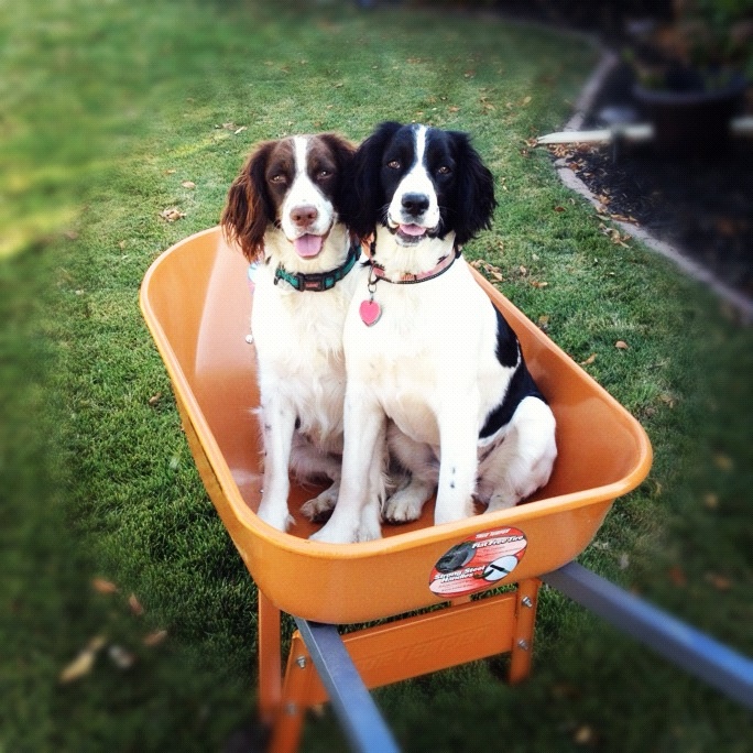 Two spaniels ready to help in the garden