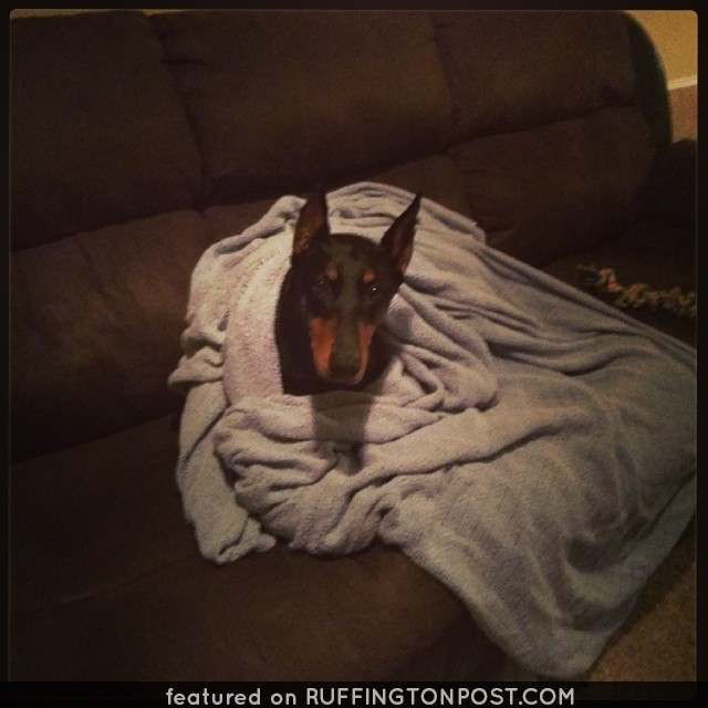 Spoiled Rotten Dobie