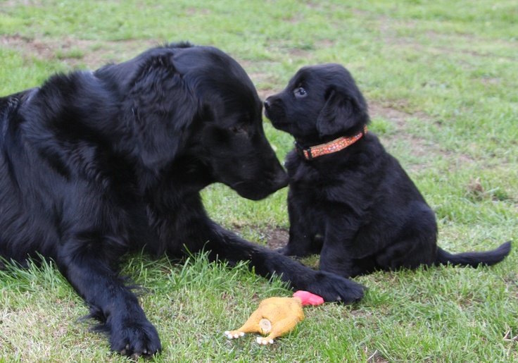 Flat Coated Retriever family