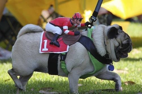 Racing Pug