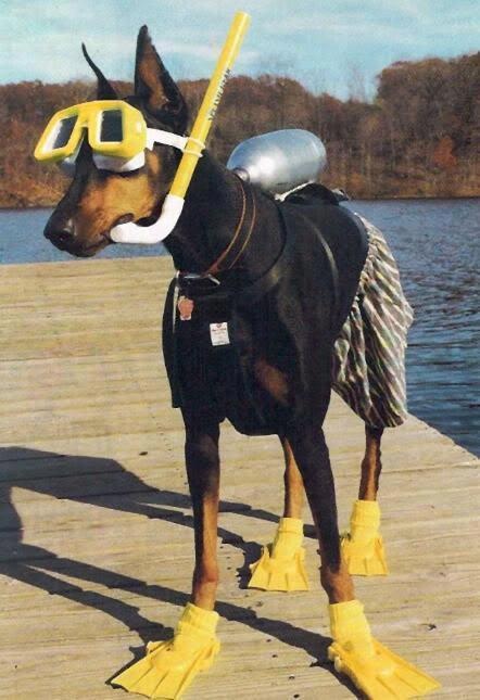 Scuba Doberman